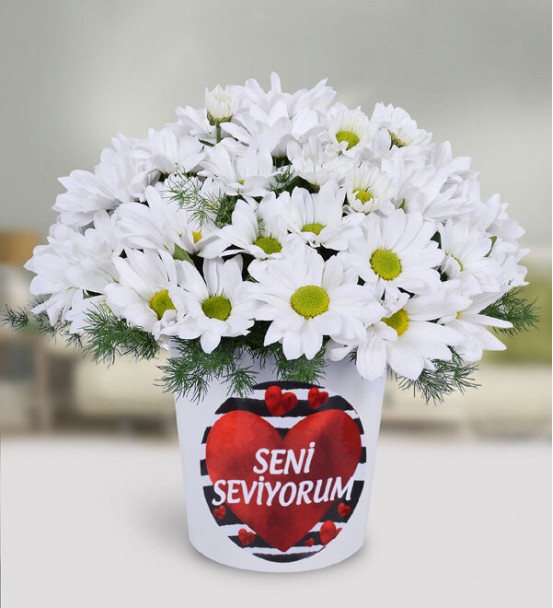 Vazoda Papatya Seni Seviyorum